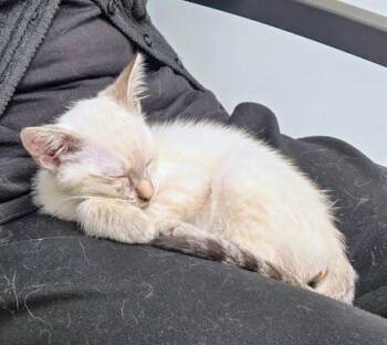 Poppy and Pearl -  Calico and Siamese Cat for Adoption in Atlanta, Georgia - Poppy And Pearl | PetCurious