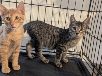 Mikey and Moose -  Domestic Short Hair Cat for Adoption in Sudbury, Massachusetts - Mikey And Moose | PetCurious