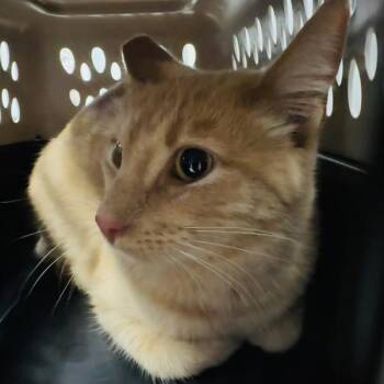 Polly -  Domestic Short Hair Cat for Adoption in Des Moines, Iowa - Polly | PetCurious
