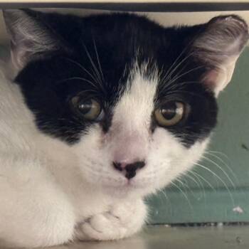 Thistle -  Domestic Short Hair Cat for Adoption in Decatur, Georgia - Thistle | PetCurious