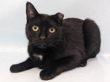 Bram -  Domestic Short Hair Cat for Adoption in Golden Valley, Minnesota - Bram | PetCurious