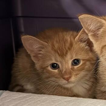 Tot -  Domestic Short Hair Cat for Adoption in Trenton, New Jersey - Tot | PetCurious