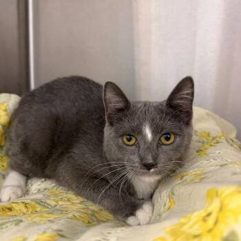Pam -  Domestic Short Hair Cat for Adoption in Calverton, New York - Pam | PetCurious