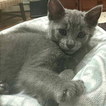 Cloudlet -  Domestic Short Hair Cat for Adoption in Binghamton, New York - Cloudlet | PetCurious