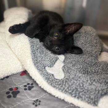 Sprite -  Domestic Short Hair Cat for Adoption in Jacksboro, Tennessee - Sprite | PetCurious