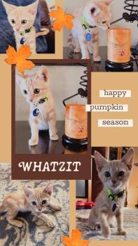 Whatzit -  Tabby Cat for Adoption in Pasco, Washington - Whatzit | PetCurious