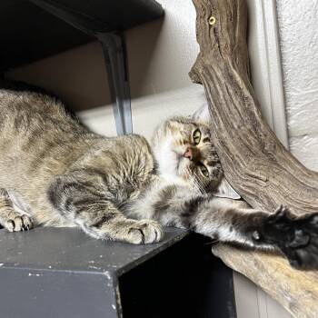 Junkyard Jenny -  Domestic Short Hair Cat for Adoption in Birmingham, Alabama - Junkyard Jenny | PetCurious