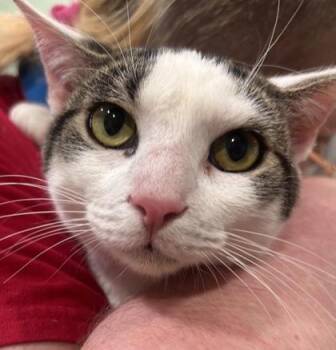 Walter White -  Domestic Short Hair Cat Available for Adoption in Cincinnati, Ohio - Walter White | PetCurious