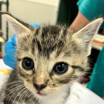 Howl -  Domestic Short Hair Cat for Adoption in Las Cruces, New Mexico - Howl | PetCurious