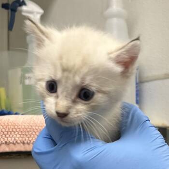 71283 -  Domestic Short Hair Cat for Adoption in Harrisonburg, Virginia - 71283 | PetCurious