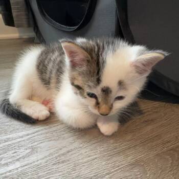 Winston Zeddemore -  Domestic Short Hair Cat for Adoption in Granville, Ohio - Winston Zeddemore | PetCurious