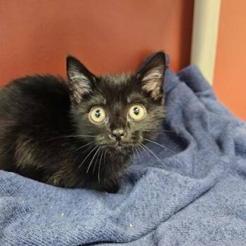 Lemur (SGN) -  Domestic Short Hair Cat for Adoption in Janesville, Wisconsin - Lemur (SGN) | PetCurious