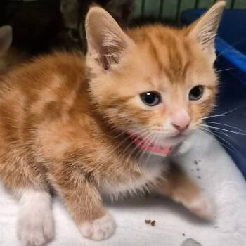 Rescue Domestic Short Hair Cats for Adoption in Montgomery, Alabama - Ash | PetCurious