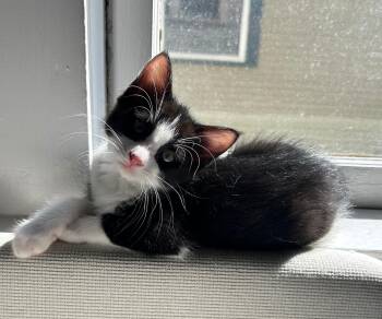 Chickadee -  Domestic Short Hair Cat for Adoption in Fort Worth, Texas - Chickadee | PetCurious