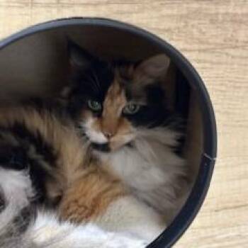 Domestic Long Hair Cats Available for Adoption - Zoey | PetCurious