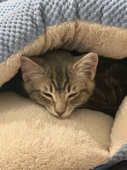 Mowgli -  Domestic Short Hair Cat for Adoption in Vancouver, Washington - Mowgli | PetCurious