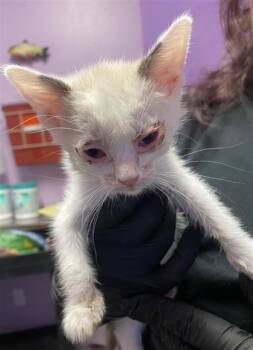 Domestic Short Hair Cats Available for Adoption in El Paso, Texas - 60900550 | PetCurious