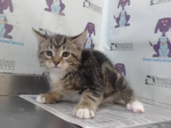 A600437 -  Domestic Short Hair Cat for Adoption in Orlando, Florida - A600437 | PetCurious