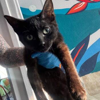 Maverick -  Domestic Short Hair Cat for Adoption in Midland, Texas - Maverick | PetCurious