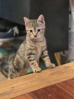 Domestic Short Hair Cats Available for Adoption in Rockaway, New Jersey - Bunny