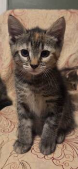 Marigold -  Domestic Short Hair Cat for Adoption in Saint Charles, Missouri - Marigold | PetCurious