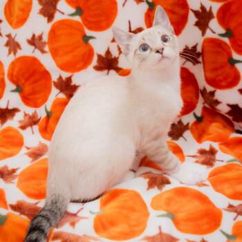 Chansey -  Siamese Cat for Adoption in Richmond, Virginia - Chansey | PetCurious