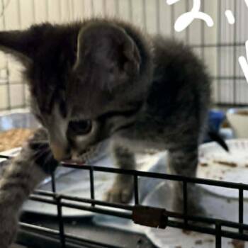 Domestic Short Hair Cats Available for Adoption in Bentonville, Arkansas - Ron | PetCurious