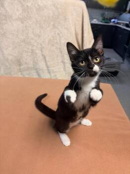 Ginny -  Domestic Short Hair Cat for Adoption in Huntington, Indiana - Ginny | PetCurious