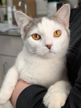 Domestic Short Hair Cats Available for Adoption in Canfield, Ohio - ERNIE | PetCurious