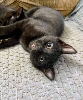 Boo -  Domestic Short Hair Cat for Adoption in Winnipeg, Manitoba - Boo | PetCurious