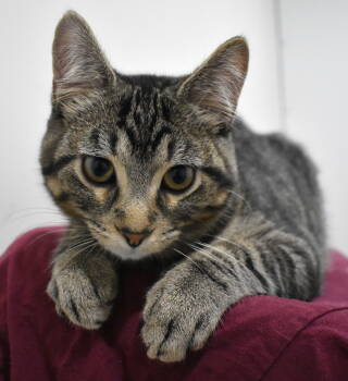 Rescue Tabby Cats for Adoption in Ottawa, Ontario - Sage | PetCurious