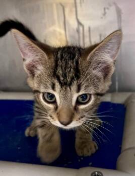 Apple Jack -  Domestic Short Hair Cat for Adoption in Cincinnati, Ohio - Apple Jack | PetCurious