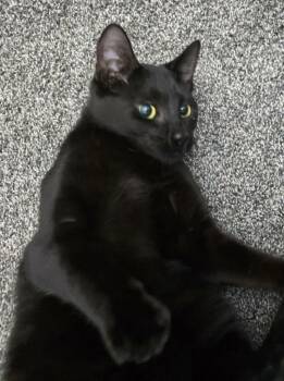 Domestic Short Hair Cats Available for Adoption - Minnie Man | PetCurious