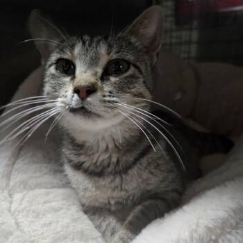 Mary Jane -  Domestic Short Hair Cat for Adoption in Sioux Falls, South Dakota - Mary Jane | PetCurious
