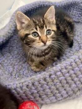 Carrie -  Tabby and Domestic Short Hair Cat for Adoption in Oradell, New Jersey - Carrie | PetCurious