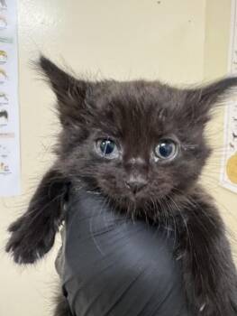 PAPAYA -  Domestic Long Hair Cat for Adoption in Fremont, California - PAPAYA | PetCurious