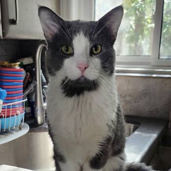 Domestic Short Hair and Tuxedo Cats Available for Adoption in Toronto, Ontario - Cymric | PetCurious