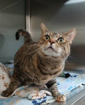 Rescue Domestic Short Hair Cats for Adoption in Dickson, Tennessee - Twyla | PetCurious