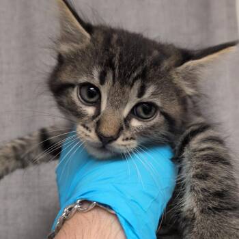 Coffee, No Sugar -  Domestic Medium Hair Cat for Adoption in Hattiesburg, Mississippi - Coffee, No Sugar | PetCurious