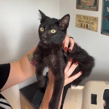 Ivory -  Domestic Short Hair Cat for Adoption in Livingston, Texas - Ivory | PetCurious