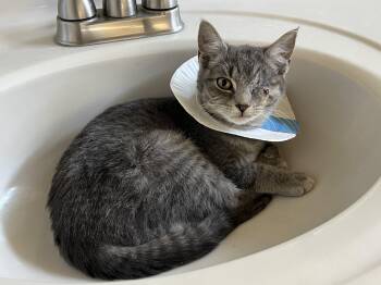 Domestic Short Hair Cats Available for Adoption - Misty | PetCurious