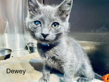 Dewey -  Domestic Short Hair Cat for Adoption in St. George, Utah - Dewey | PetCurious