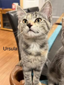 Domestic Short Hair Cats Available for Adoption in Middletown, Connecticut - Ursula | PetCurious