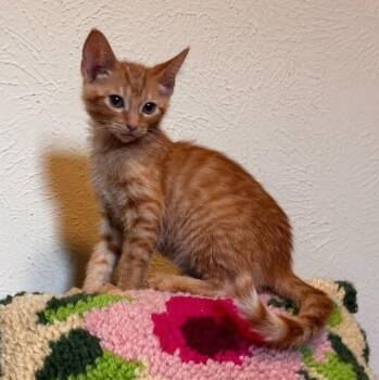 Delta Airlines -  Tabby and Domestic Short Hair Cat for Adoption in Friendswood, Texas - Delta Airlines | PetCurious