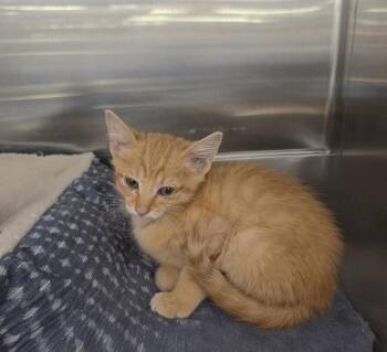 Bruno -  Domestic Short Hair Cat for Adoption in Ruskin, Florida - Bruno | PetCurious