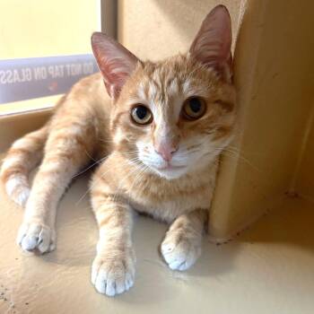 Domestic Short Hair Cats Available for Adoption in Pickering, Ontario - Liam | PetCurious