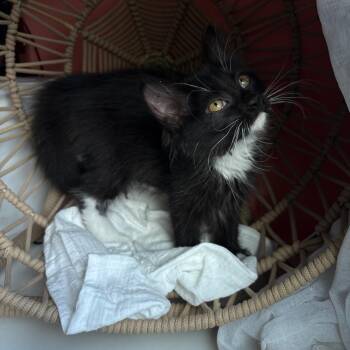Darcy -  Domestic Long Hair Cat for Adoption in Lexington, Kentucky - Darcy | PetCurious