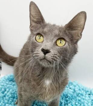 Russian Blue and Domestic Short Hair Cats Available for Adoption in Bedford Hills, New York - Nikki Is Nothing But SWEET SWEET SWEET!   THERAPY Angel Kitty!   | PetCurious