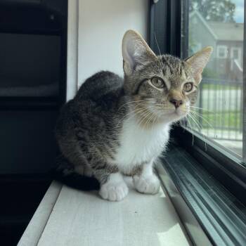 August -  Domestic Short Hair Cat for Adoption in Winston-salem, North Carolina - August | PetCurious