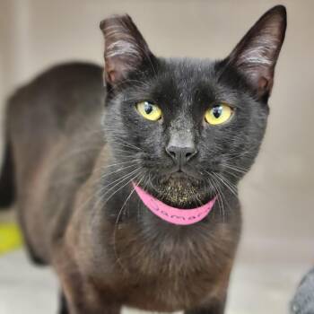 Samara -  Domestic Short Hair Cat for Adoption in Sarasota, Florida - Samara | PetCurious